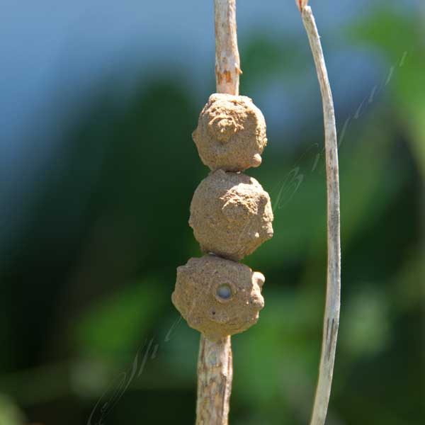 Potter Wasp Nest