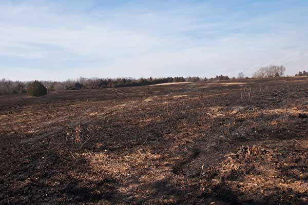 Burned pasture land.