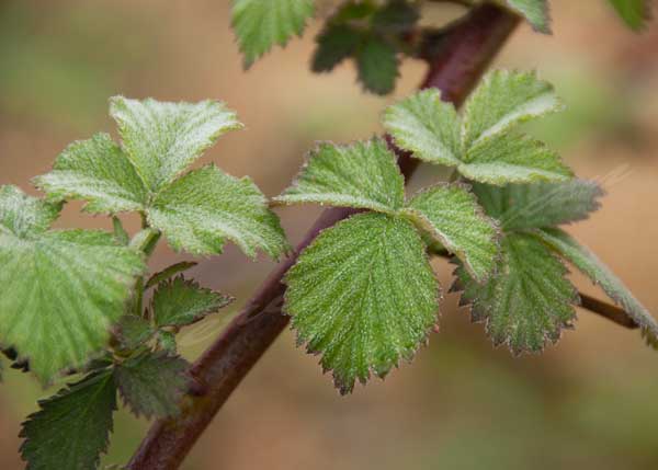 Dew on blackberry leaves.