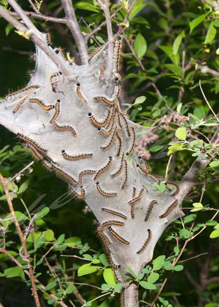 Tent caterpillars in tree.