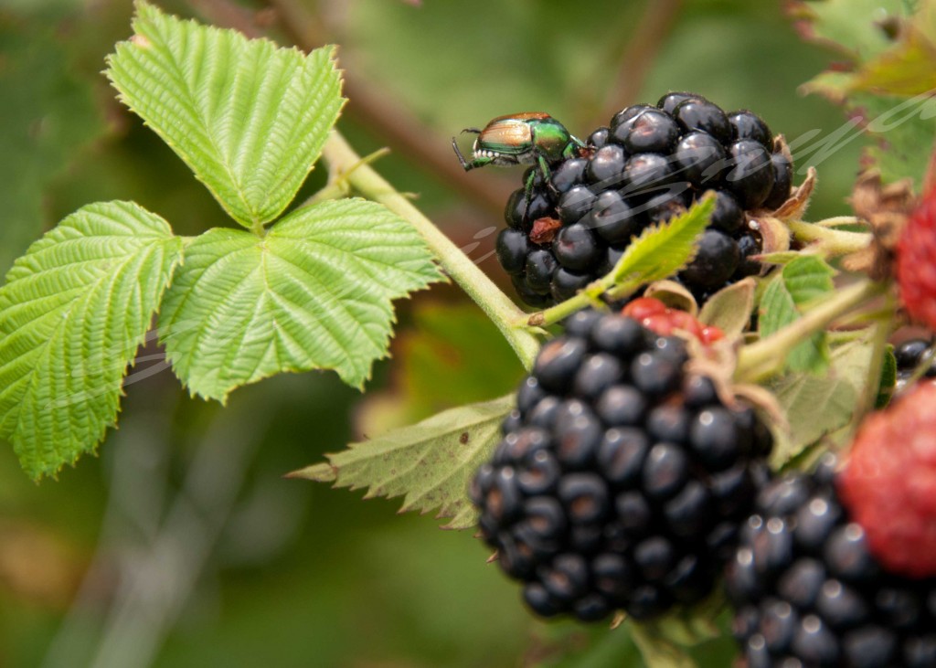 Beetle on blackberry leaf