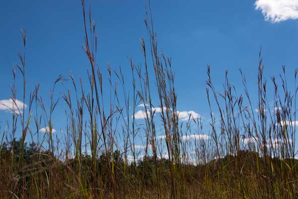 Big bluestem grass.