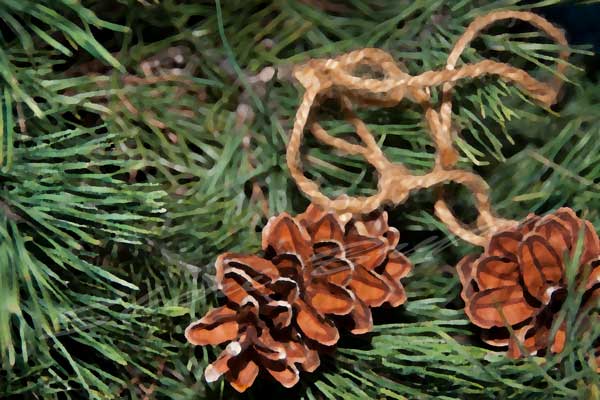 Pine cone w/ twine on tree bough.