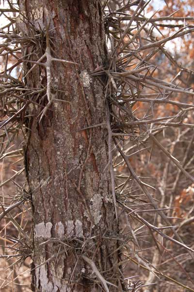 Thorn locust tree thorns.