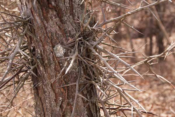 Thorn locust thorns.