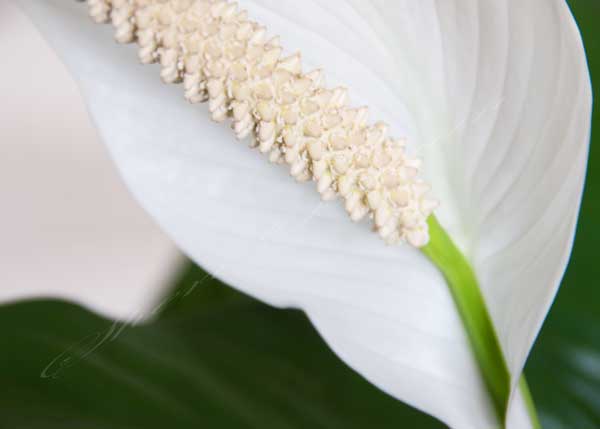 Peace lily bloom.