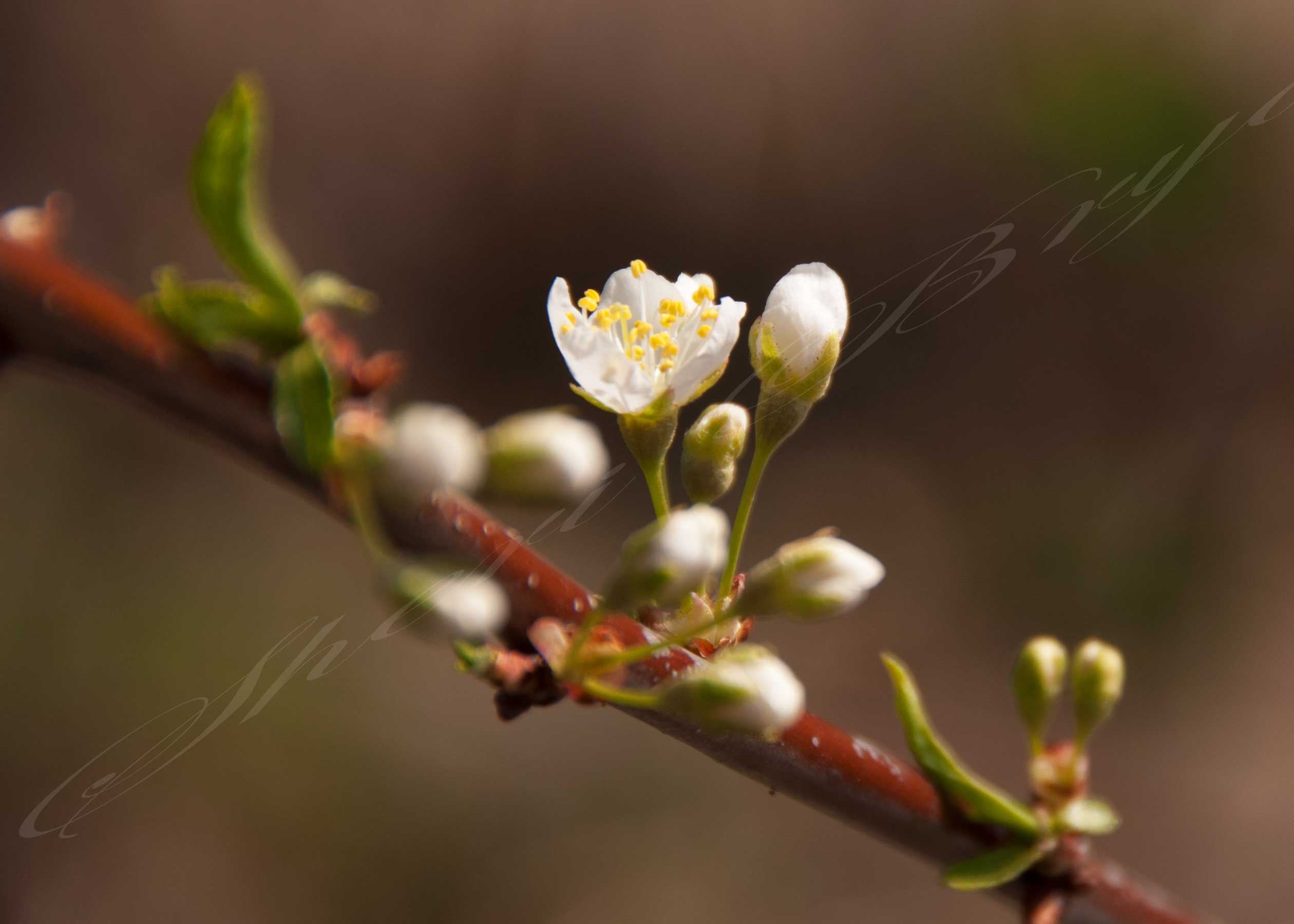 Cherry tree bloom.