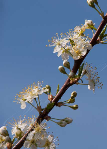 Cherry tree bloom.