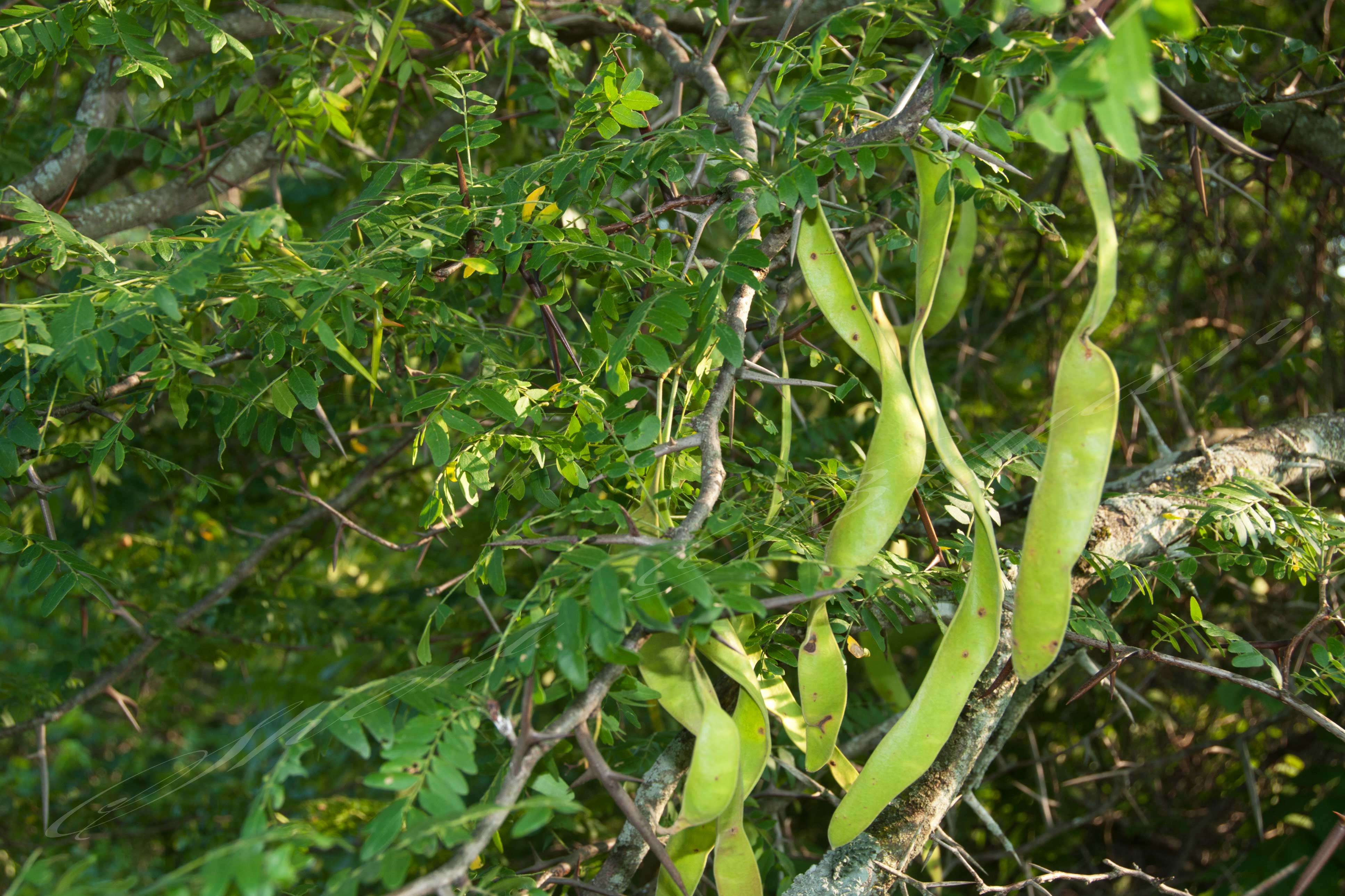 Thorn locust tree seed pods.