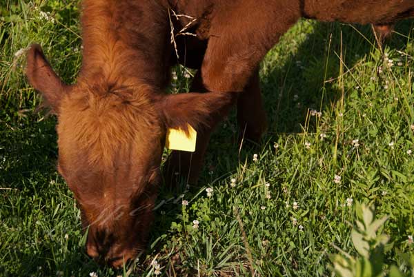Pure bred Red Angus cow grazing green pasture