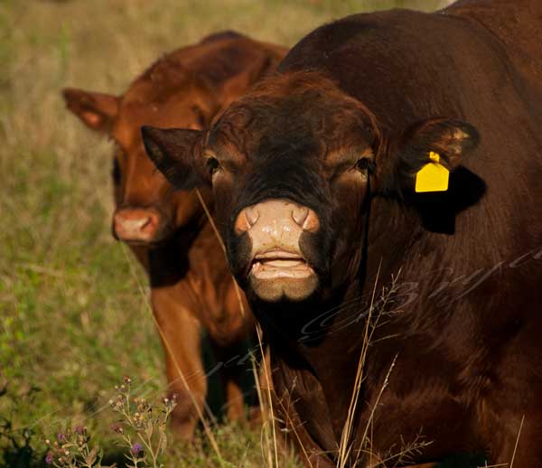 Pure bred Red Angus bull sniffing cow for standing heat