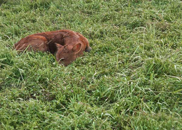 Pure bred, newborn Red Angus calf in green pasture