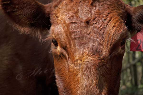 Pure bred Red Angus cow