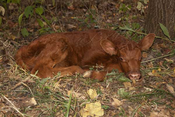 Pure bred, newborn Red Angus 