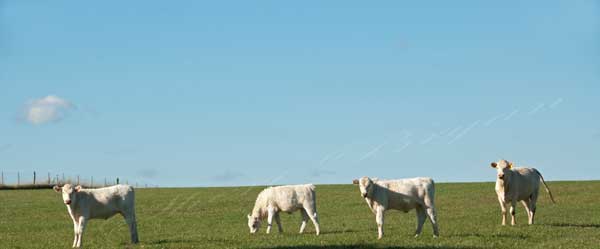 White cattle grazing low, green pasture