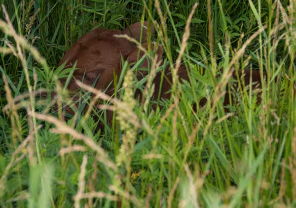 Pure bred, newborn Red Angus calf in green pasture