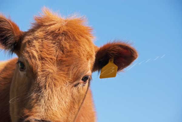 Pure bred Red Angus heifer looking into camera