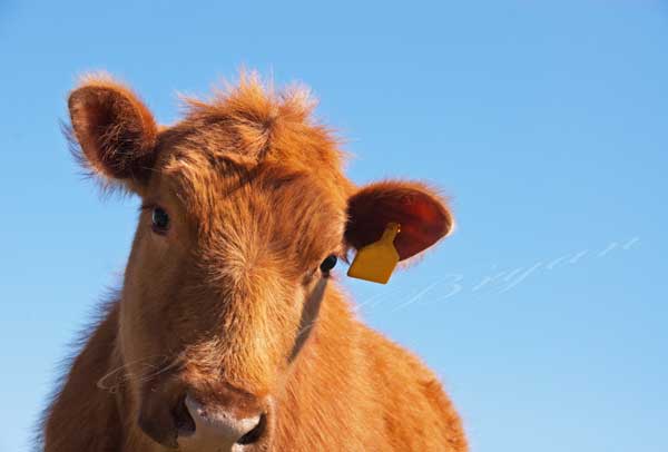 Pure bred Red Angus heifer looking into camera, silly face