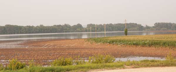 Missouri corn field, farmland flooded by the Loutre River in 2015