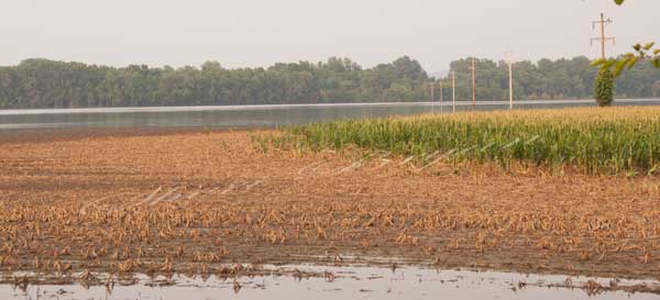 Missouri corn field, farmland flooded by the Loutre River in 2015