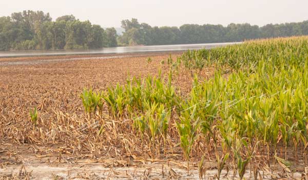 Missouri corn field, farmland flooded by the Loutre River in 2015