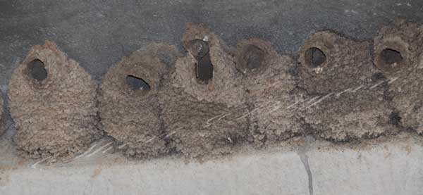 Cliff Swallow nests built under a bridge over the Loutre River in Missouri.