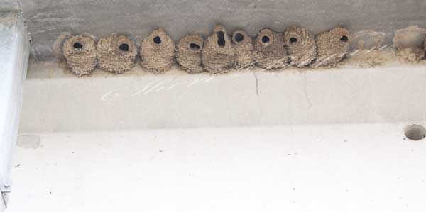 Cliff Swallow nests built under a bridge over the Loutre River in Missouri.