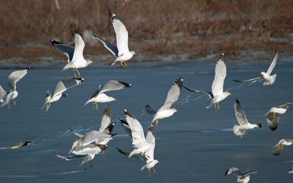 Ring-billed Gulls in flight over water in a conservation area near Clarksville, Missouri and the Mississippi River, looking for fish