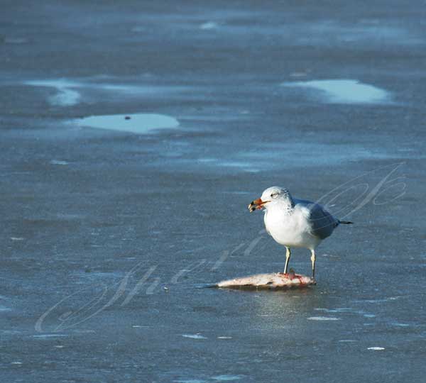 Ring-billed Gull in a conservation area near Clarksville, Missouri and the Mississippi River, eating a fish