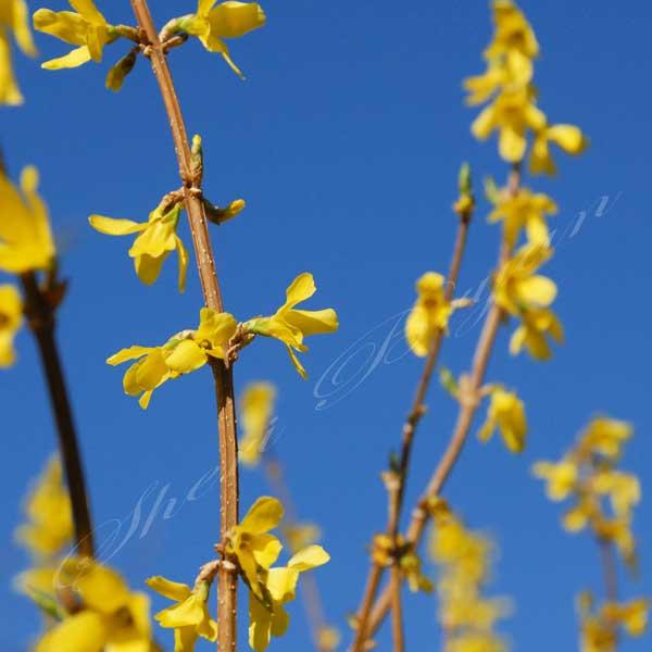 Yellow forsythia bush flower, bud blooming in spring