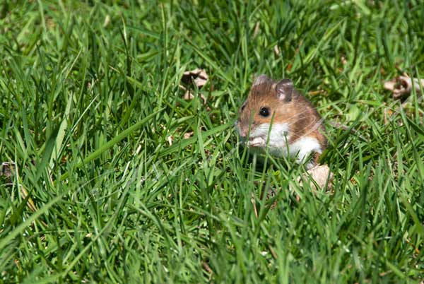 Field mouse eating in grass