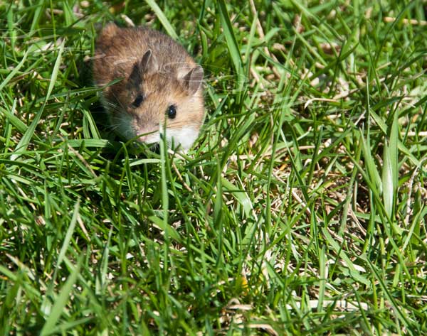 Field mouse in grass