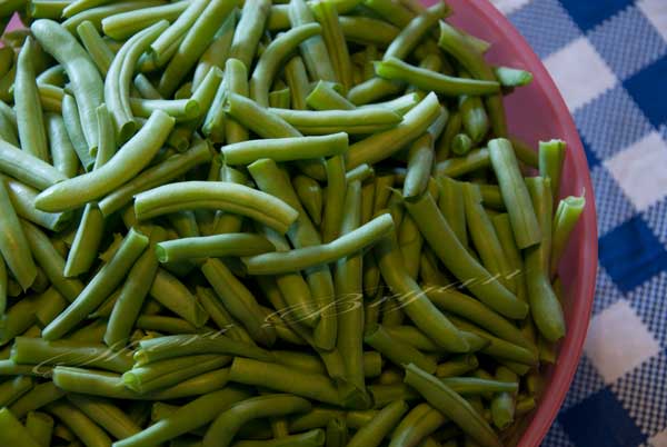 Fresh, snapped green beans, from a garden, in a bowl