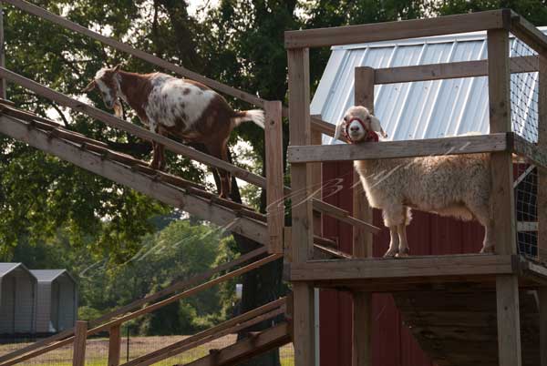 Pet goats climbing on platforms and ramps.  Pet goats playing.