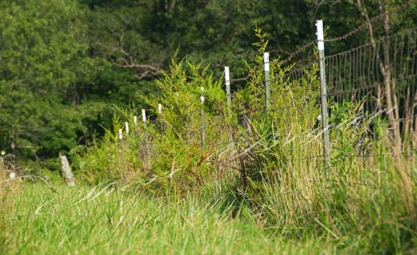 Woven wire pasture fence overgrown with cedar trees
