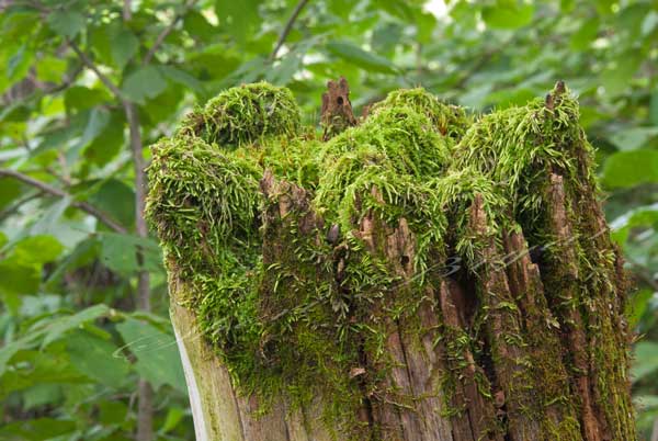 Moss growing on the top of a wooden fence post.  Fairy house.  Elf house.