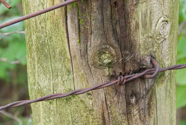 Green moss on a wooden fence post with rusty barbed wire and fence steeple