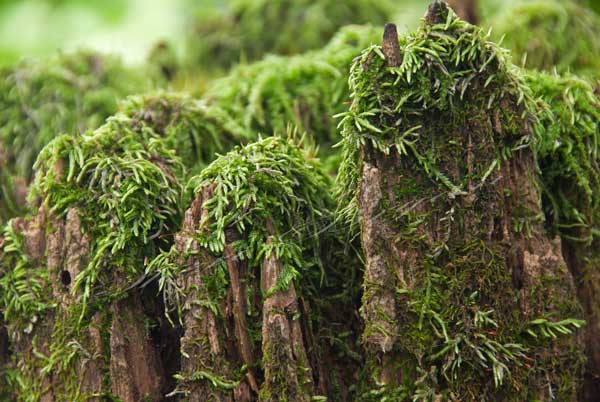 Moss growing on the top of a wooden fence post.  Fairy house.  Elf house.