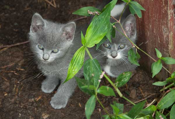 Gray kittens hiding in water smartweed.