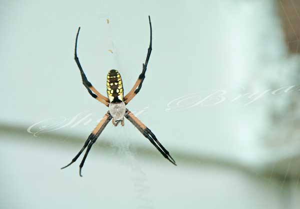 Black and yellow Argiope spider in its web