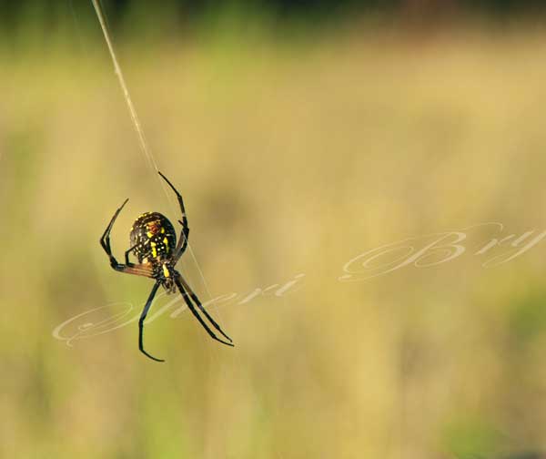 Black and yellow Argiope spider spinning its web hanging on a pasture fence