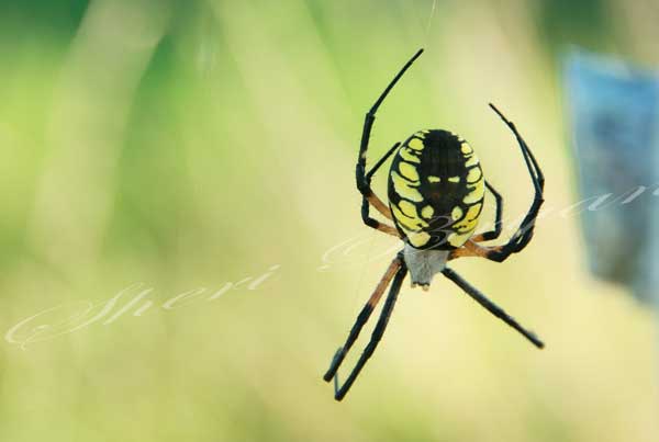 Black and yellow Argiope spider spinning its web hanging on a pasture fence