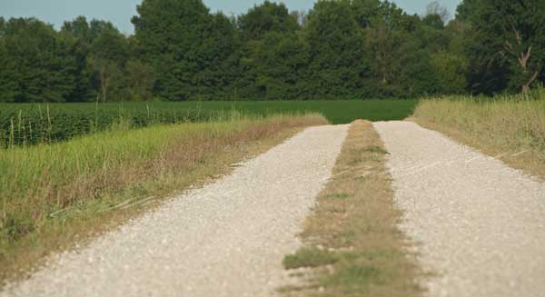 Gravel road bordered by a bean field