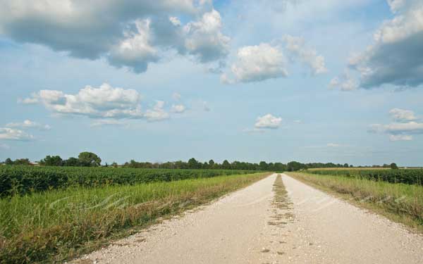 Gravel road bordered by a bean field  Clouds in the sky