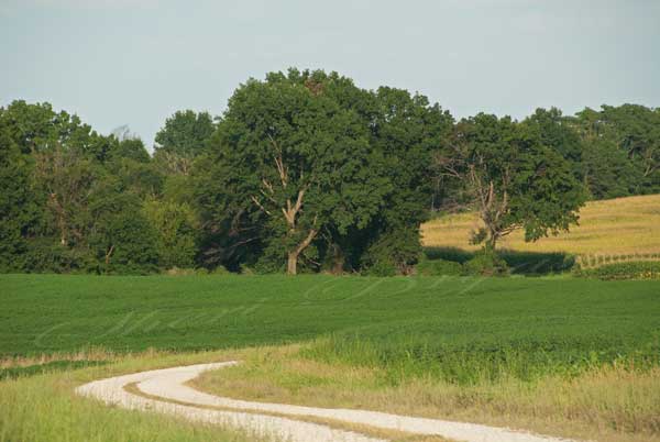 Gravel road bordered by a bean field and a corn field