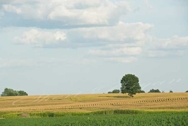 Lone tree in a corn field with blue sky and clouds