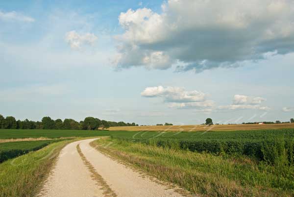 Gravel road bordered by a bean field leading to a corn field with a lone tree; Blue skies with clouds