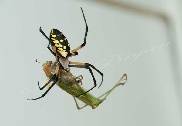 Black and yellow Argiope spider wrapping a grasshopper Black and yellow Argiope spider immobilizing a grasshopper