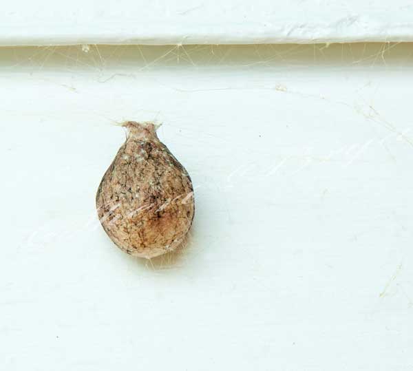 Spider egg sack, of a black and yellow Argiope spider, hanging on house siding