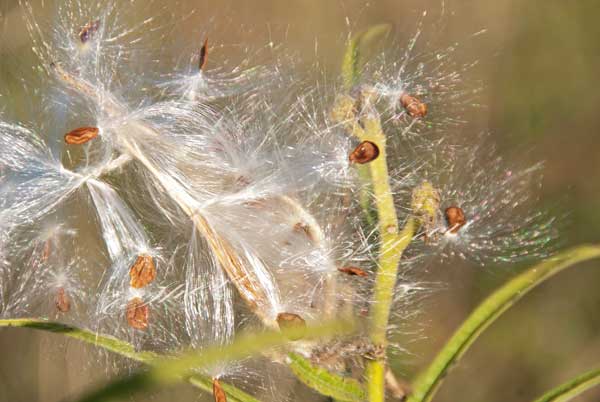 Common milkweed with seeds exposed